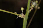 Florida beargrass